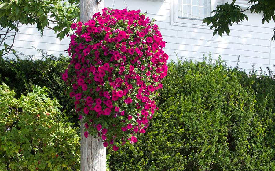 petunias